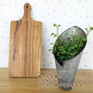 観葉植物 コンテリクラマゴケ レインボーファー...の詳細画像2