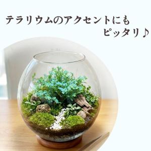 観葉植物 コンテリクラマゴケ レインボーファー...の詳細画像2