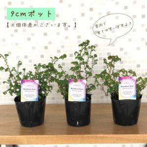 観葉植物 コンテリクラマゴケ レインボーファー...の詳細画像3