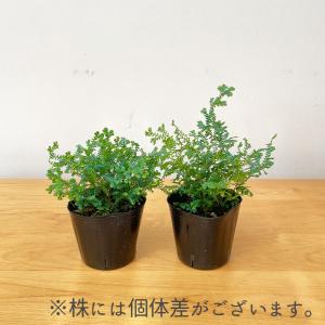 観葉植物 コンテリクラマゴケ レインボーファー...の詳細画像3
