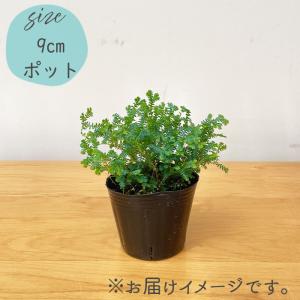 観葉植物 コンテリクラマゴケ レインボーファー...の詳細画像4
