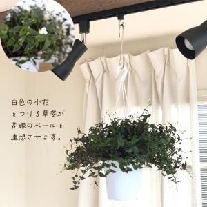 観葉植物 ブライダルベール 5号 吊り鉢 吊り...の詳細画像1