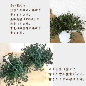 観葉植物 ブライダルベール 5号 吊り鉢 吊り...の詳細画像2
