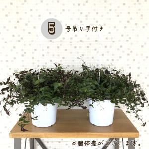 観葉植物 ブライダルベール 5号 吊り鉢 吊り...の詳細画像3