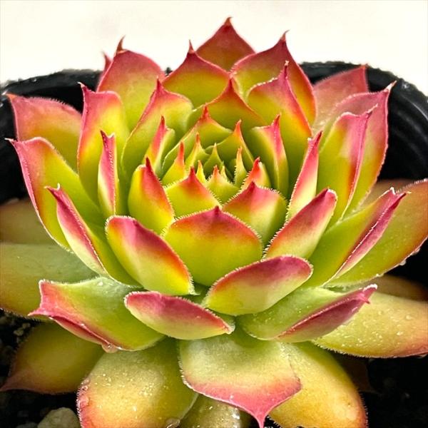 多肉植物 shセンペルビウム ゴールドナゲット 登録品種 7.5cmポット