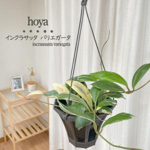 現品お届け】豊明園 万年青 オモト 諏訪錦 陶器鉢（O1）｜観葉10-TU