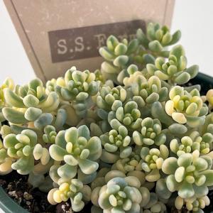 日本花キ流通 多肉植物 seセダム シンフォロサヌム 多肉植物 シンフォ