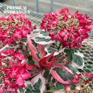 【花苗】カラフルランジア　スパイス　no.3 花付き　正規品　斑入り　ポット発送 花苗】カラフルランジア スパイス no.3 花付き 正規品 斑入り ポット