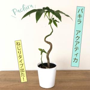 観葉植物 パキラ アクアティカ ねじり 3.5号鉢 苗 観葉植物 小型 小さい 室内 贈り物 プレゼント インテリア おしゃれ