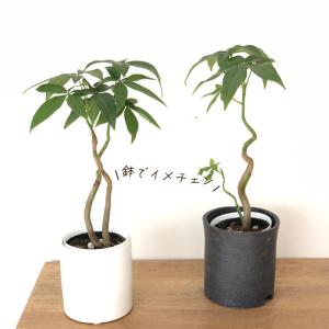 観葉植物 パキラ グラブラ ねじり 3号鉢 苗...の詳細画像2