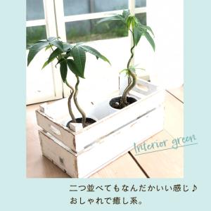 観葉植物 パキラ グラブラ ねじり 3号鉢 苗...の詳細画像3
