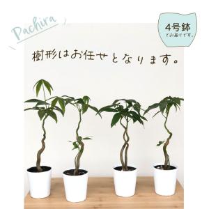 観葉植物 パキラ アクアティカ ねじり 3.5...の詳細画像4