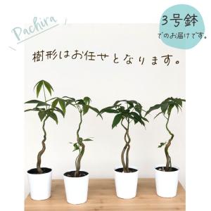 観葉植物 パキラ グラブラ ねじり 3号鉢 苗...の詳細画像4