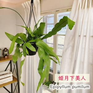 観葉植物 エピフィルムプミラム ヒメゲッカビジン 姫月下美人 5号 吊り鉢 吊り下げ ハンギング 送料無料 おしゃれ