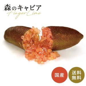 フィンガーライム ピンクパール 5号鉢 苗木 果樹苗 送料無料