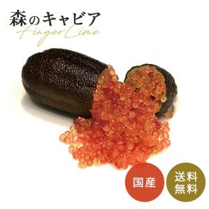 フィンガーライム ピンクアイス 5号鉢 苗木 果樹苗 送料無料