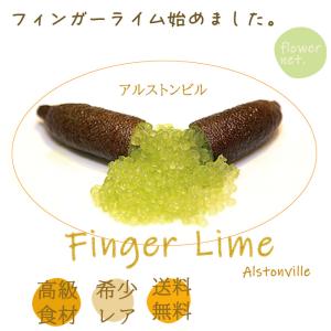 フィンガーライム ロサアイス 5号鉢 苗木 果樹苗 送料無料 フィンガー