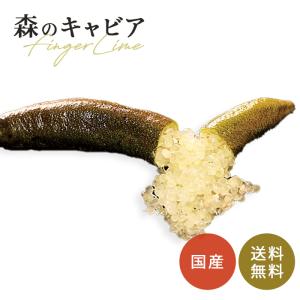 フィンガーライム テイスティグリーン 5号鉢 苗木 果樹苗 送料無料
