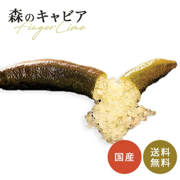 フィンガーライム チョコレートリモネット 5号鉢 苗木 果樹苗 送料無料 フィンガーライムジャパン ...