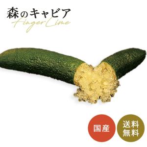 フィンガーライム ロサアイス 5号鉢 苗木 果樹苗 送料無料 フィンガー