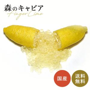 フィンガーライム ロサアイス 5号鉢 苗木 果樹苗 送料無料 フィンガー