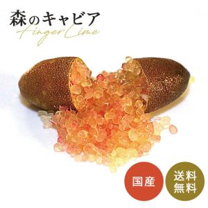 4年生果実つきフィンガーライム接木苗／ピンクアイス　樹高100cm 5号鉢 4年生果実つきフィンガーライム接木苗／ピンクアイス 樹高100cm