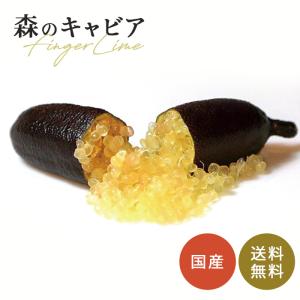 フィンガーライム ピンクパール 5号鉢 苗木 果樹苗 送料無料