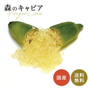 フィンガーライム ピンクアイス 5号鉢 苗木 果樹苗 送料無料