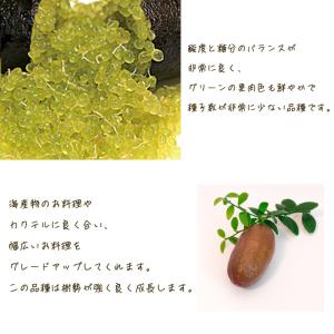 フィンガーライム コレット 5号鉢 苗木 果樹...の詳細画像1