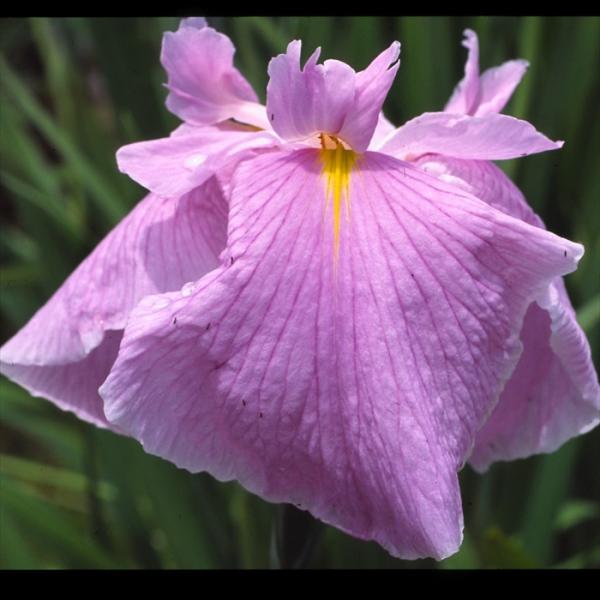 ハナショウブ 桃児童 花菖蒲 9cmポット はなしょうぶ 宿根草 落葉 古典園芸 水辺 ビオトープ ...