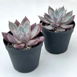 多肉植物 skエケベリア ジャイアントバード ...の詳細画像1