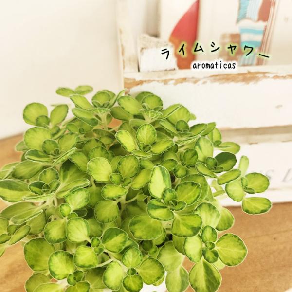 観葉植物 cot アロマティカス ライムシャワー 3.5号鉢 虫除け ゴキブリ対策 観葉植物 小型 ...