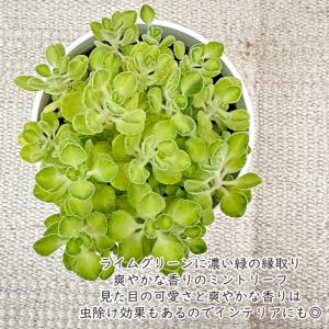 観葉植物 cot アロマティカス ライムシャワ...の詳細画像1