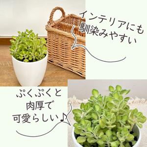観葉植物 cot アロマティカス ライムシャワ...の詳細画像2