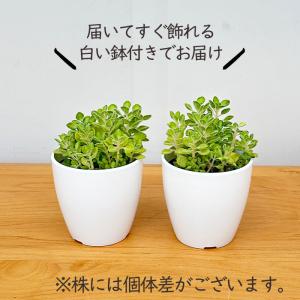 観葉植物 cot アロマティカス ライムシャワ...の詳細画像3