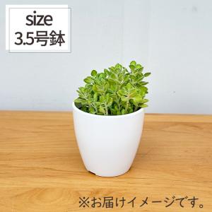 観葉植物 cot アロマティカス ライムシャワ...の詳細画像4