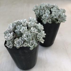 多肉植物 seセダム スパスリフォリウム ケー...の詳細画像1