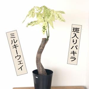 斑入りパキラ ミルキーウェイ 5号鉢 パキラ 観葉植物 インテリア おしゃれ 送料無料｜flower-net