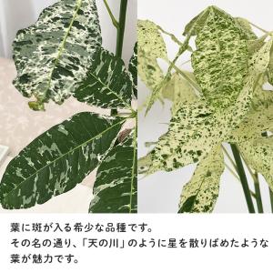 観葉植物 斑入り パキラ ミルキーウェイ 5号...の詳細画像1