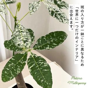 観葉植物 斑入り パキラ ミルキーウェイ 5号...の詳細画像2