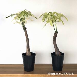 観葉植物 斑入り パキラ ミルキーウェイ 5号...の詳細画像3