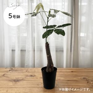 観葉植物 斑入り パキラ ミルキーウェイ 5号...の詳細画像4