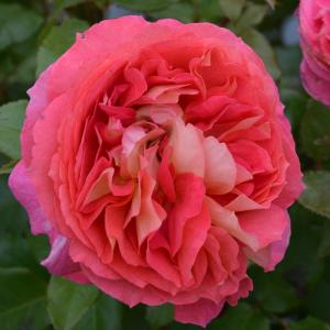 予約販売 バラ苗 バラ大苗 ロサ オリエンティス メアリーレノックス