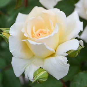 先行予約 バラ苗 バラ大苗 ロサ オリエンティス エリザベート 品種登録