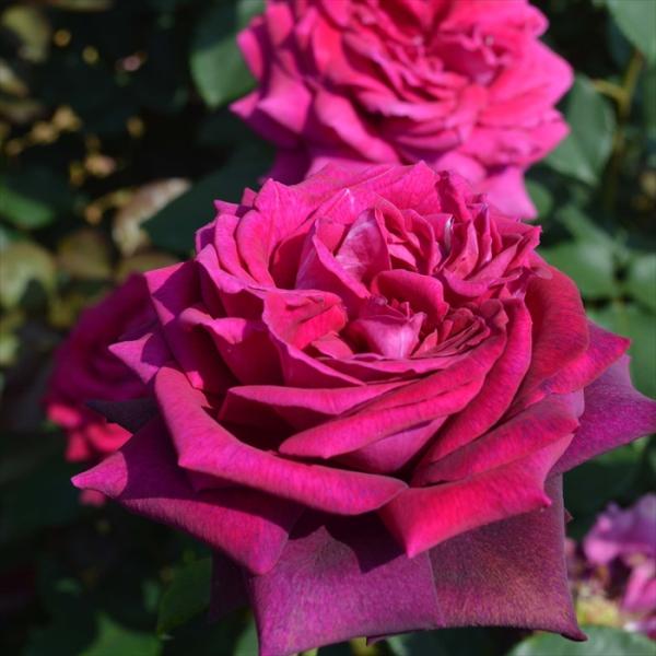 予約販売 バラ苗 バラ大苗 コルデス グレーフィン ディアナ 登録品種 薔薇 ばら 送料無料 京成バ...