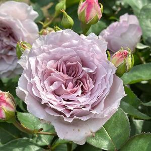 予約販売 バラ苗 バラ大苗 ロサ オリエンティス サシェ 品種登録出願中