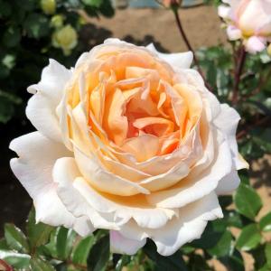 予約販売 バラ苗 バラ大苗 京阪園芸 たまくしげ 四季咲き 薔薇 ばら