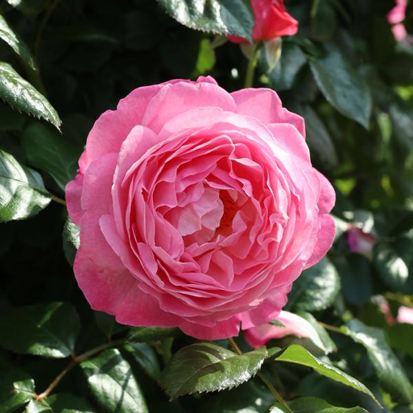 予約販売 バラ苗 バラ大苗 コルデス ケルナー フローラ 品種登録出願中 薔薇 ばら 送料無料 京成...