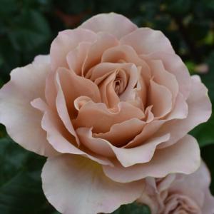 予約販売 バラ苗 バラ大苗 京阪園芸 たまくしげ 四季咲き 薔薇 ばら