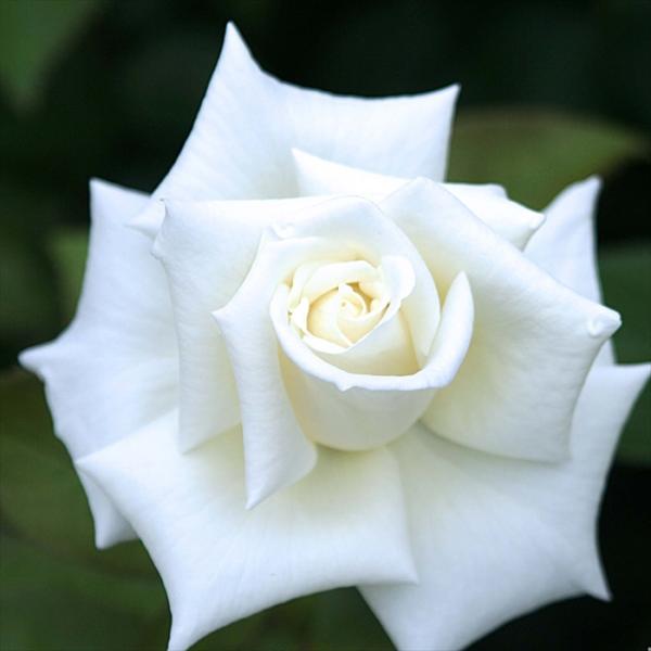 予約販売 バラ苗 バラ大苗 メイアン オスカル フランソワ 薔薇 ばら 送料無料 京成バラ園 大苗 ...